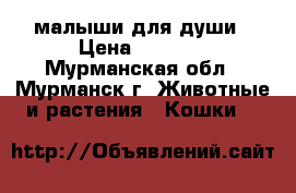 малыши для души › Цена ­ 7 000 - Мурманская обл., Мурманск г. Животные и растения » Кошки   